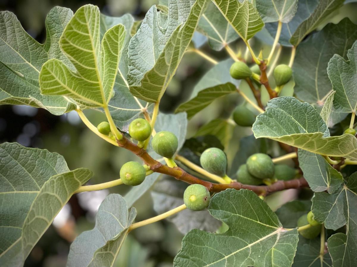 Quinta Do Areal Leilighet Lousã Eksteriør bilde